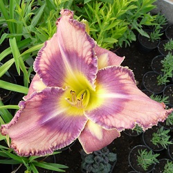 00571