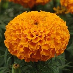 03316