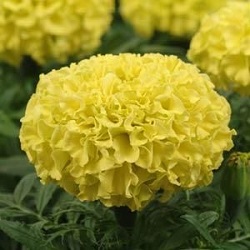 03317