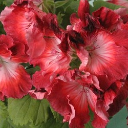06086